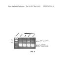 Polyamide Compound and Pharmaceutical Composition for Treating     Mitochondrial Genetic Diseases diagram and image