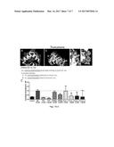 COMPOSITIONS AND METHODS OF TREATING ROOT AVULSION INJURY diagram and image