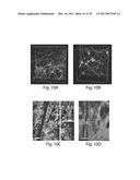 SCAFFOLDS COMPRISING NANOELECTRONIC COMPONENTS FOR CELLS, TISSUES, AND     OTHER APPLICATIONS diagram and image