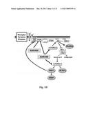 PLATELET-DERIVED GROWTH FACTOR RECEPTOR MUTATIONS AND COMPOSITIONS AND     METHODS RELATING THERETO diagram and image