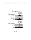 PLATELET-DERIVED GROWTH FACTOR RECEPTOR MUTATIONS AND COMPOSITIONS AND     METHODS RELATING THERETO diagram and image