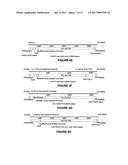 ADENO-ASSOCIATED VIRUS FACTOR VIII VECTORS diagram and image