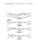 ADENO-ASSOCIATED VIRUS FACTOR VIII VECTORS diagram and image