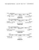 ADENO-ASSOCIATED VIRUS FACTOR VIII VECTORS diagram and image