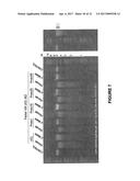 ADENO-ASSOCIATED VIRUS FACTOR VIII VECTORS diagram and image