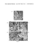 HIGHLY POROUS FIBROUS NETWORK MATERIALS FOR GAS FILTRATION diagram and image