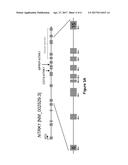 ACTIVATING NTRK1 GENE FUSIONS PREDICTIVE OF KINASE INHIBITOR THERAPY diagram and image