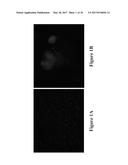 METHODS AND COMPOSITIONS FOR DISRUPTING BIOFILM UTILIZING     CHITOSAN-DERIVATIVE COMPOUNDS diagram and image