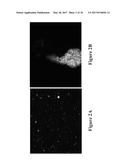 METHODS AND COMPOSITIONS FOR DISRUPTING BIOFILM UTILIZING     CHITOSAN-DERIVATIVE COMPOUNDS diagram and image