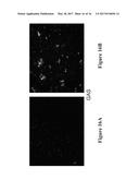 METHODS AND COMPOSITIONS FOR DISRUPTING BIOFILM UTILIZING     CHITOSAN-DERIVATIVE COMPOUNDS diagram and image