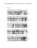 CELL-PERMEABLE (ICP)-SOCS3 RECOMBINANT PROTEIN AND USES THEREOF diagram and image