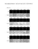 CELL-PERMEABLE (ICP)-SOCS3 RECOMBINANT PROTEIN AND USES THEREOF diagram and image