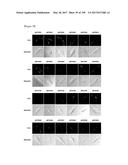 CELL-PERMEABLE (ICP)-SOCS3 RECOMBINANT PROTEIN AND USES THEREOF diagram and image