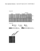 CELL-PERMEABLE (ICP)-SOCS3 RECOMBINANT PROTEIN AND USES THEREOF diagram and image