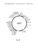 POLYPEPTIDES HAVING ALPHA-GLUCOSIDASE ACTIVITY AND POLYNUCLEOTIDES     ENCODING SAME diagram and image