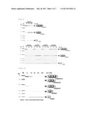 NUCLEIC ACID DRUG FOR INDUCING SKIPPING OF VARIANT EXON OF CD44 GENE AND     INCREASING EXPRESSION OF NORMAL TYPE CD44 MRNA diagram and image