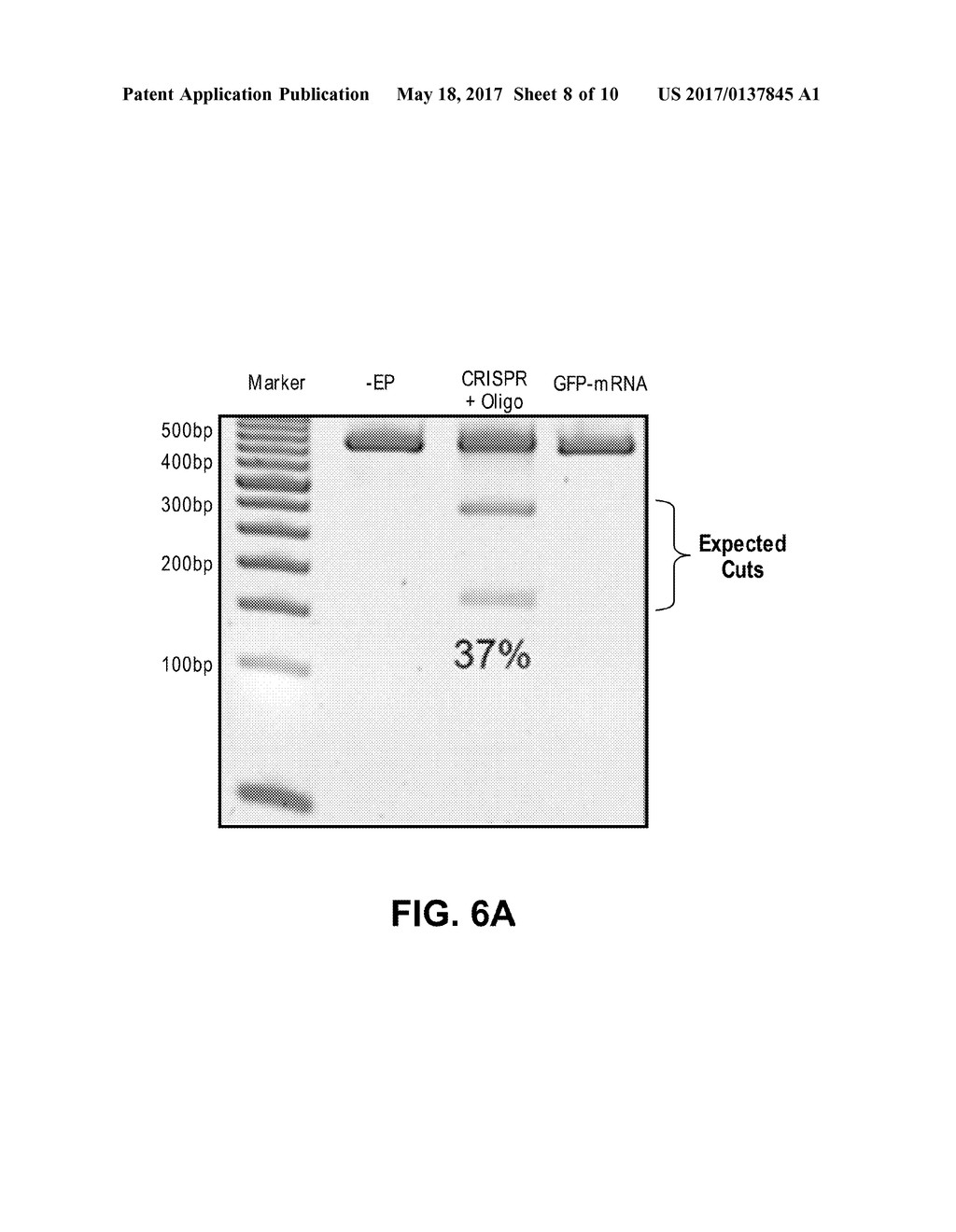 METHODS AND COMPOSITIONS FOR INCREASING RNA ACTIVITY IN A CELL - diagram, schematic, and image 09