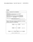 STRATEGIES FOR HIGH THROUGHPUT IDENTIFICATION AND DETECTION OF     POLYMORPHISMS diagram and image