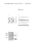 MECP2E1 GENE diagram and image