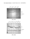 Deglycosylation Reagents and Methods diagram and image