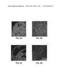 PHASE TRANSFORM FOR OBJECT AND SHAPE DETECTION IN DIGITAL IMAGES diagram and image