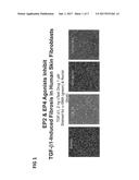 SKIN WOUND HEALING AND SCAR REDUCTION WITH PROSTAGLANDIN EP4 AGONIST     COMBINATIONS diagram and image