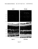 METHODS AND COMPOSITIONS FOR MODULATION OF BLOOD-NEURAL BARRIER diagram and image