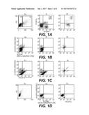 HEPATIC STELLATE CELL PRECURSORS AND METHODS OF ISOLATING SAME diagram and image