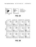 HEPATIC STELLATE CELL PRECURSORS AND METHODS OF ISOLATING SAME diagram and image