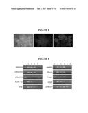 HEPATIC STELLATE CELL PRECURSORS AND METHODS OF ISOLATING SAME diagram and image