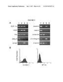 HEPATIC STELLATE CELL PRECURSORS AND METHODS OF ISOLATING SAME diagram and image