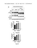 CELLULAR DISCOVERY PLATFORM FOR NEURODEGENERATIVE DISEASES diagram and image