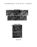 CELLULAR DISCOVERY PLATFORM FOR NEURODEGENERATIVE DISEASES diagram and image