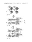 PROTEIN BINDING DOMAINS STABILIZING FUNCTIONAL CONFORMATIONAL STATES OF     GPCRS AND USES THEREOF diagram and image