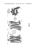 PROTEIN BINDING DOMAINS STABILIZING FUNCTIONAL CONFORMATIONAL STATES OF     GPCRS AND USES THEREOF diagram and image