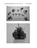 Cherry tree named  ROSALOLAM  diagram and image