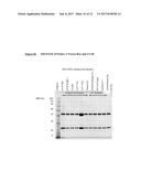 Isolation and Purification of Antibodies Using Protein A Affinity     Chromatography diagram and image