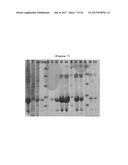 BINDING INHIBITOR BETWEEN TCTP DIMER TYPE IGE-DEPENDENT HISTAMINE     RELEASING FACTOR AND RECEPTOR THEREOF, AND USE THEREOF diagram and image