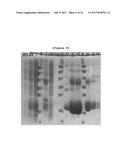 BINDING INHIBITOR BETWEEN TCTP DIMER TYPE IGE-DEPENDENT HISTAMINE     RELEASING FACTOR AND RECEPTOR THEREOF, AND USE THEREOF diagram and image