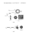 METHOD FOR ENHANCING IMMUNOGENICITY OF EPITOPE PEPTIDE OF HPV ANTIGEN,     VIRUS-LIKE PARTICLE, AND METHOD FOR PREPARING HPV VACCINE diagram and image