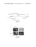 ISOLATION OF NOVEL AAV S AND USES THEREOF diagram and image