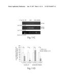 ISOLATION OF NOVEL AAV S AND USES THEREOF diagram and image