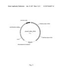 MODIFIED MICROORGANISM FOR IMPROVED PRODUCTION OF FINE CHEMICALS ON     SUCROSE diagram and image