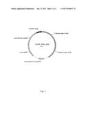 MODIFIED MICROORGANISM FOR IMPROVED PRODUCTION OF FINE CHEMICALS ON     SUCROSE diagram and image