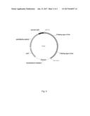 MODIFIED MICROORGANISM FOR IMPROVED PRODUCTION OF FINE CHEMICALS ON     SUCROSE diagram and image