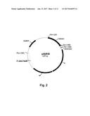 Enzyme Compositions and Uses Thereof diagram and image