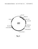 Enzyme Compositions and Uses Thereof diagram and image