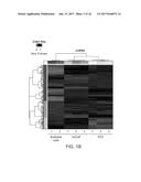 LONG NON-CODING RNA AS A DIAGNOSTIC AND THERAPEUTIC AGENT diagram and image