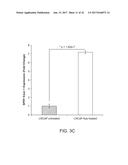 LONG NON-CODING RNA AS A DIAGNOSTIC AND THERAPEUTIC AGENT diagram and image