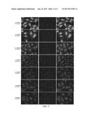 Biotin Derivatives diagram and image